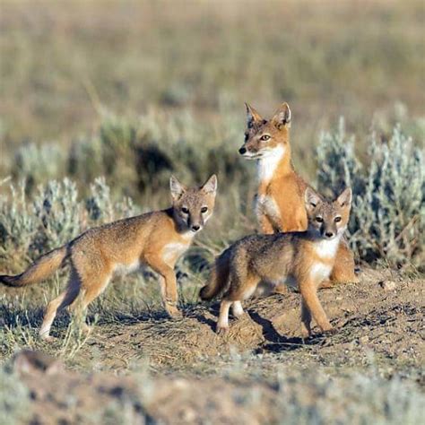 After 50 Years Swift Fox Return To The Fort Belknap Indian Reservation