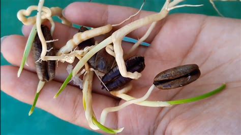 How To Grow Khajur Dates From Seed Youtube