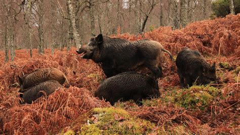 Wild boar mythology and folklore | Trees for Life