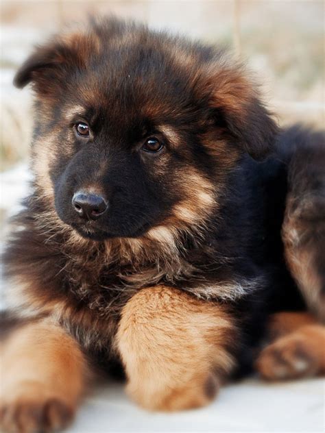Free Download Awesome German Shepherd Puppy Hd Images Desktop Dog