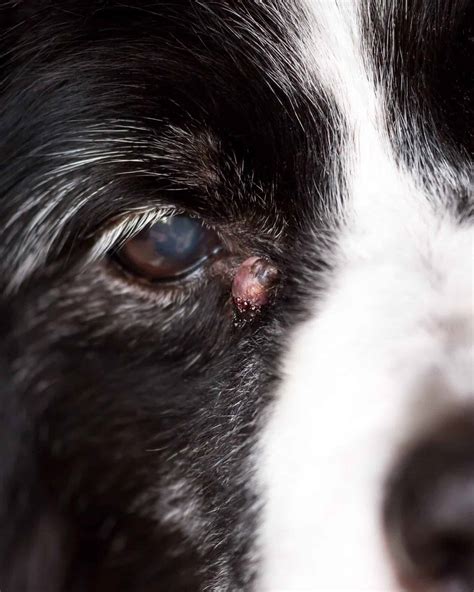 24 Pictures Of Dog Tumors Cancer Lumps Cysts And Warts