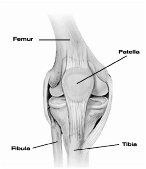 Human Knee Joint With Main Bones Download Scientific Diagram