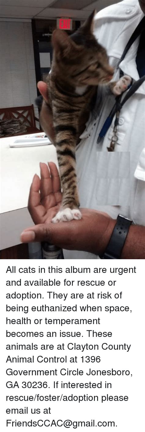 All Cats In This Album Are Urgent And Available For Rescue Or Adoption