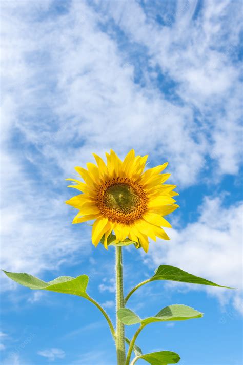 Download Premium Photo Close Up Of A Blooming Yellow Sunflower