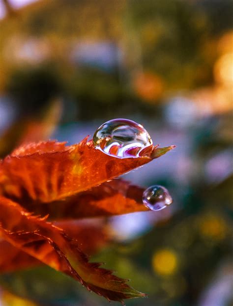 Free Images Nature Waterdrop Water Leaf Drop Macro Photography