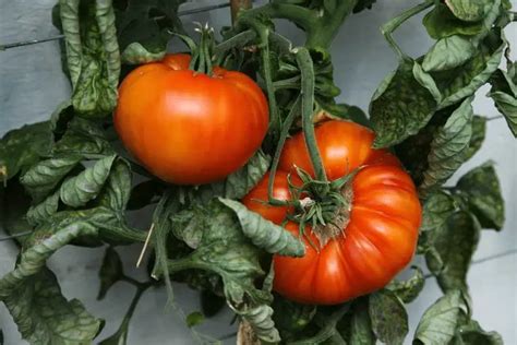 23 Top Indeterminate Tomato Varieties To Try Home Garden Vegetables