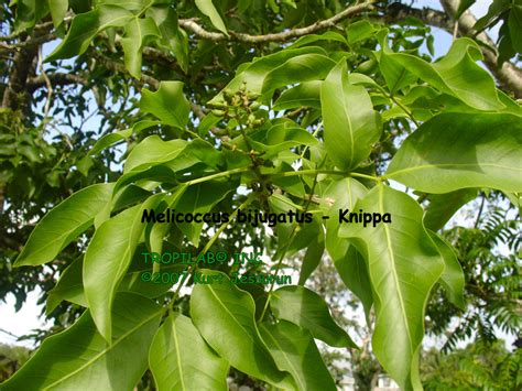 Several important european tree genera produce recalcitrant seeds that, due to their desiccation sensitivity, cannot be stored in conventional seed bank conditions of low humidity and temperature. MELICOCCUS BIJUGATUS - KNIPPA.