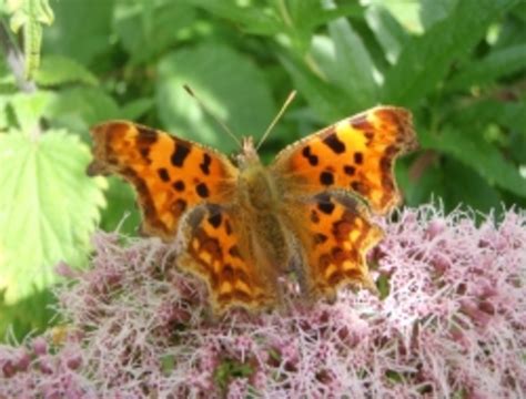 Guide To British Butterfly Identification Uk Hubpages