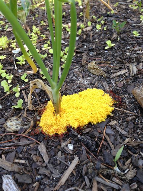 So, it is important to know why mold appears in the soil of a plant pot, how to. Yellow Slime Mold in Mulch (Houston, Howe: 2013, garden ...