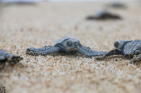 Läs om baja california på wikipedia. That's it - Trip-Übersicht Baja California Sur, Mexiko ...