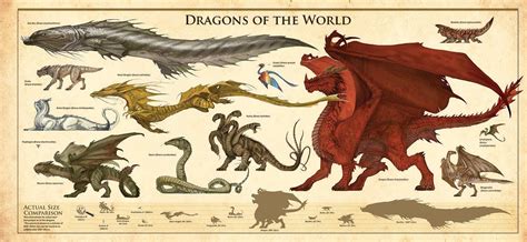 Dracopedia Poster Types Of Dragons Mythical Creatures Art Dragon