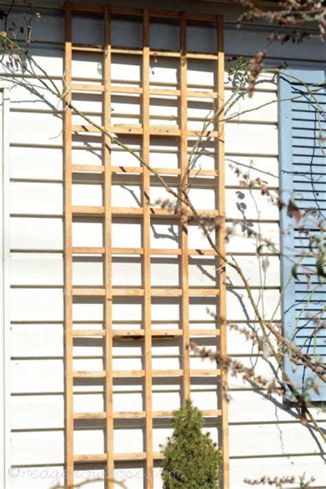 Installing A Trellis For Climbing Roses Onto Your House