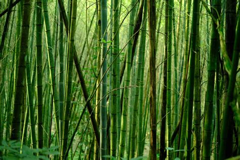 The Story Of The Chinese Bamboo Tree Kristin Urbanus