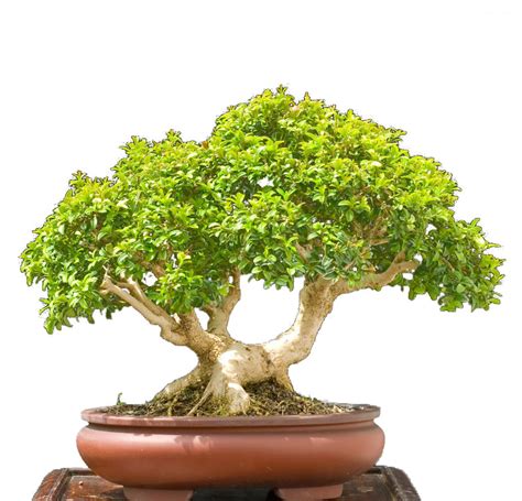 Common Boxwood Seeds — Yugen Bonsai Premium Bonsai Sets Seeds And Pots