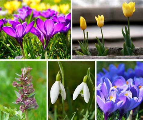 Interessante fruhlingsdeko mit frphlingsblumen originelle. Gartenpflege im Winter - Kein Schnee von gestern › Deko ...