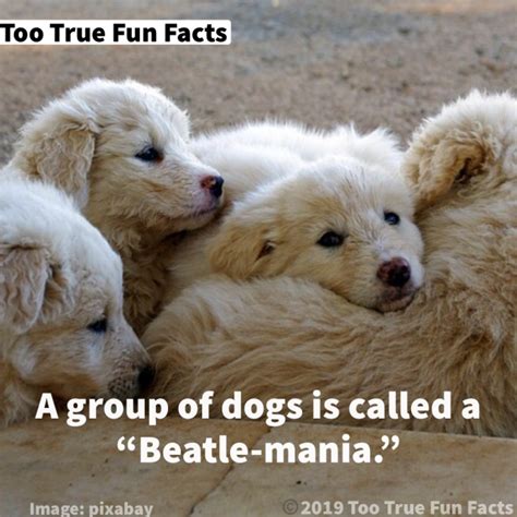 Woof Wednesday Fun Fact Group Of Dogs Woof Golden Retriever