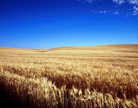 Cornfield Wheat Field Grain Free Photo On Pixabay Wheat Fields Sky