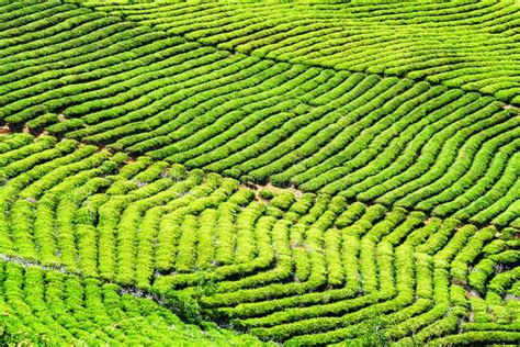 Amazing Rows Of Green Tea Bushes And Colorful Sunset Sky Stock Photo