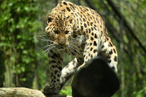 20 Free Amur Leopard And Leopard Images Pixabay