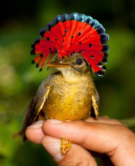 The Bird With A Crown On Its Head The Amazonian Royal Flycatcher