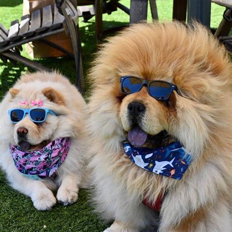 15 Amazing Facts About Chow Chows You Probably Never Knew Page 4 Of 5