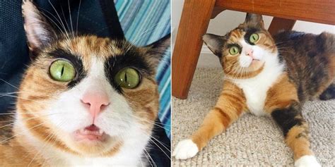 Calico Cat Judges Her Human Everyday With Her Epic