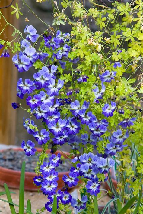 Tropaeolum Azureum Blue Nasturtium Plant And Flower Stock Photography