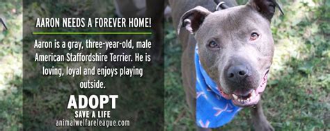 Dog Adoption Chicago | Adopt-a-Dog Program - Chicago Wolves