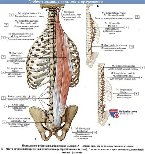 Анатомия Глубокие мышцы спины Подзатылочные мышцы