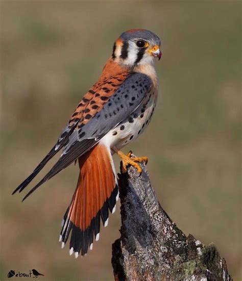 American Kestral Falco Sparverius Canada United States Wild Birds