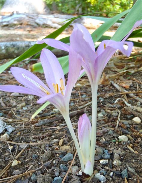 The leaves may be up to 10 to 15 inches long. Fall blooming flower bulbs | Triangle Gardener Magazine
