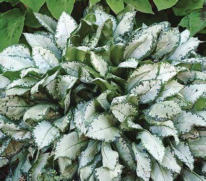 Maybe you would like to learn more about one of these? Corki Ultimate: Perennial Cut Flowers Zone 7 : Drought ...