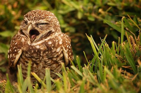 Sleepy Owl Photograph By Mandy Wiltse Fine Art America