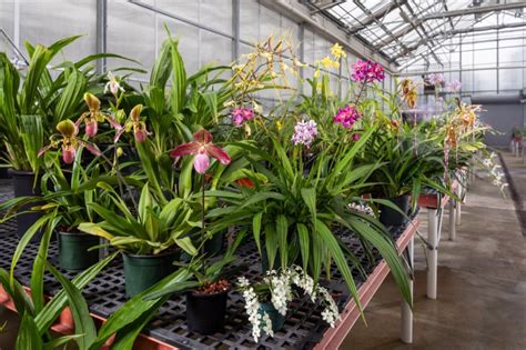 Structure And Function What Makes An Orchid An Orchid Smithsonian