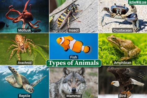 Types Of Animals Major Animal Groups With Examples And Pictures
