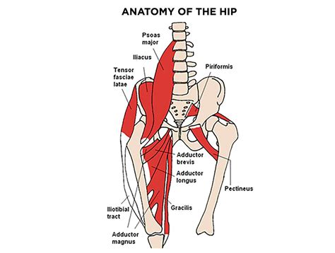 Iliacus, psoas major, and psoas minor. Flex Those Flexors: 3 Steps To Powerful Hips | Tensor fasciae latae, Psoas muscle, Hip mobility