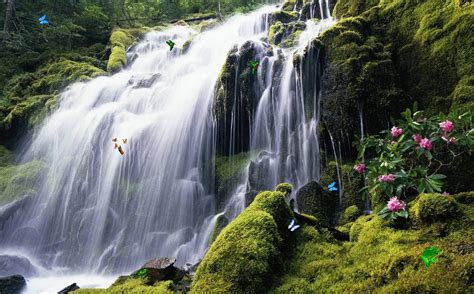 Free Download User Reviews Of Exotic Waterfall Screensaver