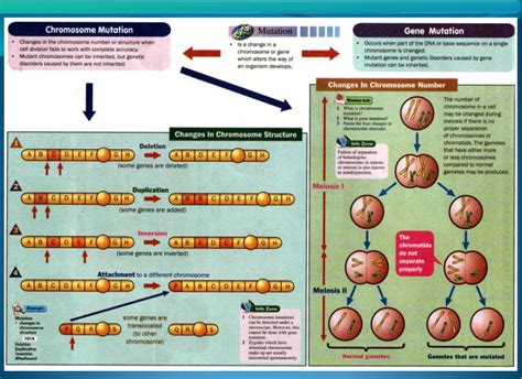 Berikut adalah sukatan setiap bab dalam mata pelajaran sains tingkatan 4 sebagai panduan semua: Mutasi | SAINS TINGKATAN 4