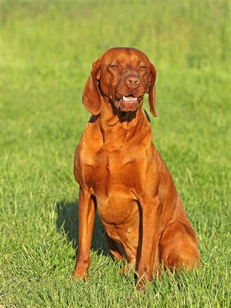 Hungarian Pointer Vizsla Dog Stock Image Image Of Harrier