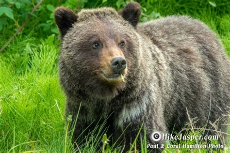 Hike Jasper Grizzly Bear Photos In Jasper