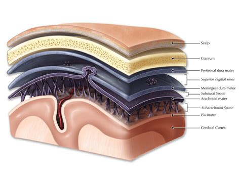 Posterazzi Layers Of Meninges Rolled Canvas Art Evan Otoscience