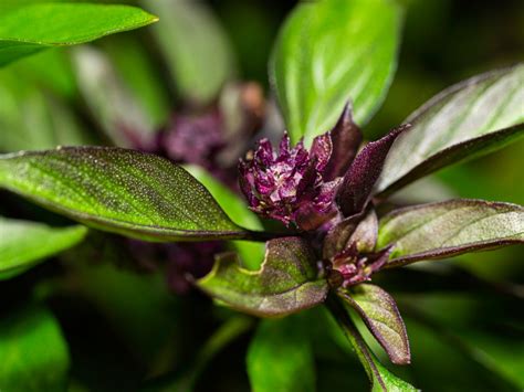 Widely used throughout southeast asia, its flavor. Thai Basil Uses - Learn How To Plant Thai Basil