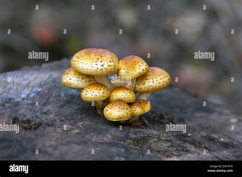 Mushrooms Growing On A Decaying Tree Stump Stock Photo Alamy