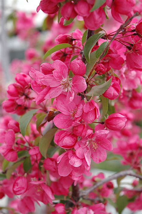 These will grow in areas where most fruiting apples will not do well, and right up into eastern canada you will see their magnificence every spring. Radiant Flowering Crab (Malus 'Radiant') in Denver Arvada ...