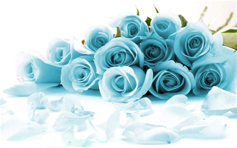 White And Blue Roses Wallpapers