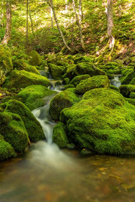 Small Forest Stream Near Third Vault Falls Stock Image Image Of