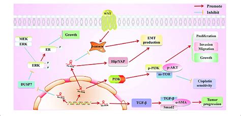 Direct Regulatory Function Of Linc Ror In Various Cancers First