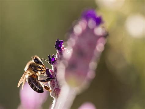 Premium Photo Bee Sucking Nectar