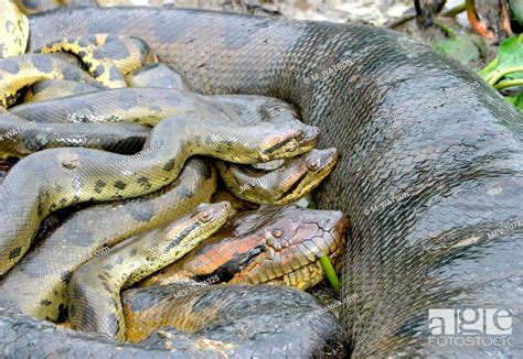 Green Anaconda Mating With 3 Males Eunectes Murinus Stock Photo