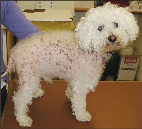 New Study In Jsap Shows Transverse Sectioning In Canine Alopecia